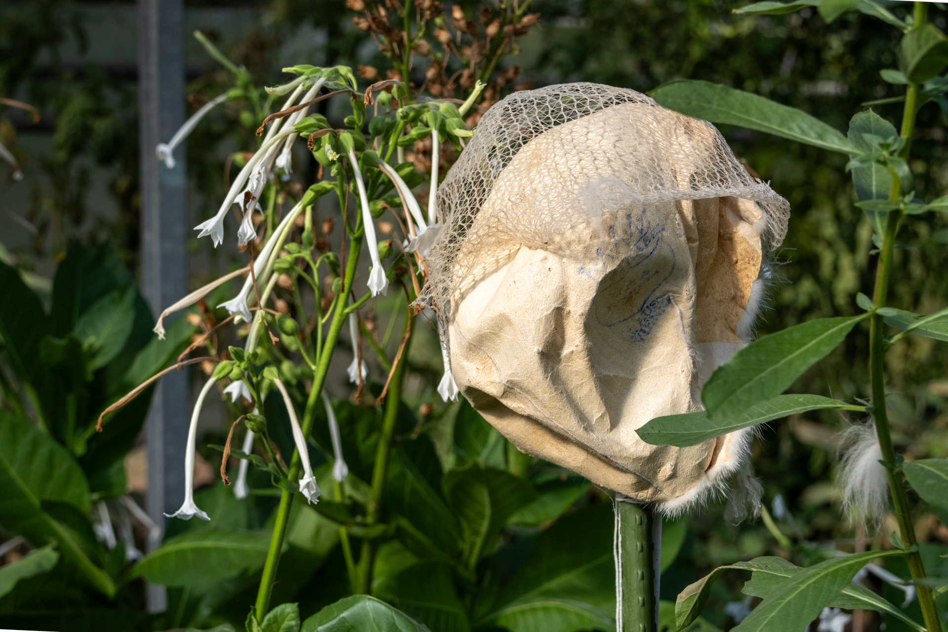 ff24_nest_blumen-3
