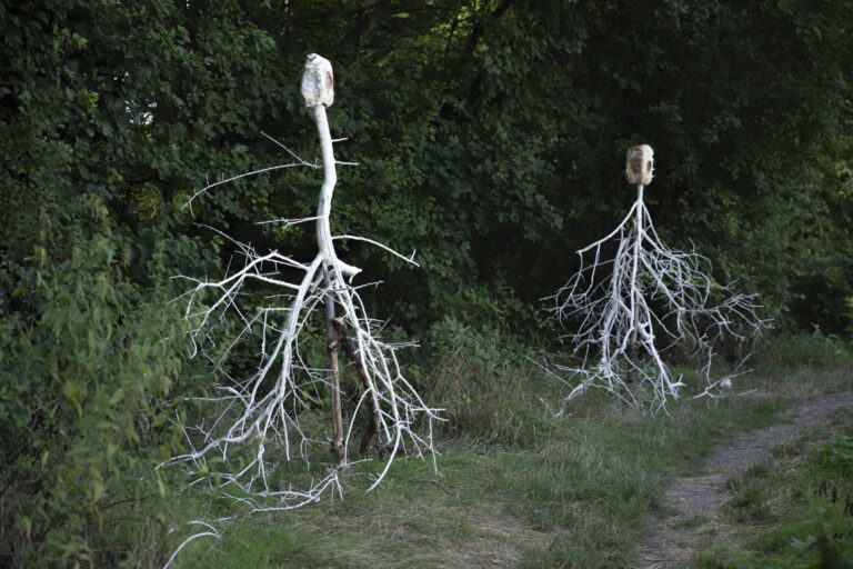 FUNGAL COMMUNICATION  by Valeria Leiva