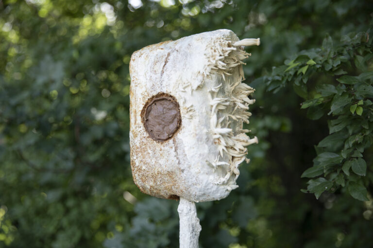 FUNGAL COMMUNICATION  by Valeria Leiva